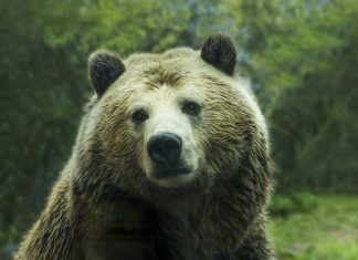 Принца Лихтенштейна обвинили в убийстве крупнейшего медведя в Румынии