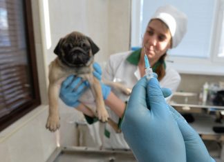 В России стартовала вакцинация животных от COVID-19