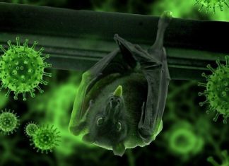 В США сообщили о доказательствах лабораторного происхождения COVID-19