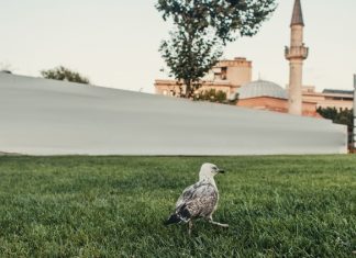 В Турции вводят дополнительные ограничительные меры с 7 мая