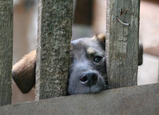 Волгоградского «единоросса» проверят на издевательства над собакой