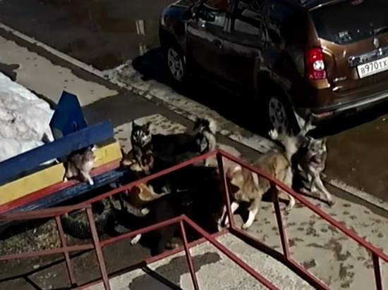 Кунг-фу кот стал героем соцсетей, намяв бока своре собак