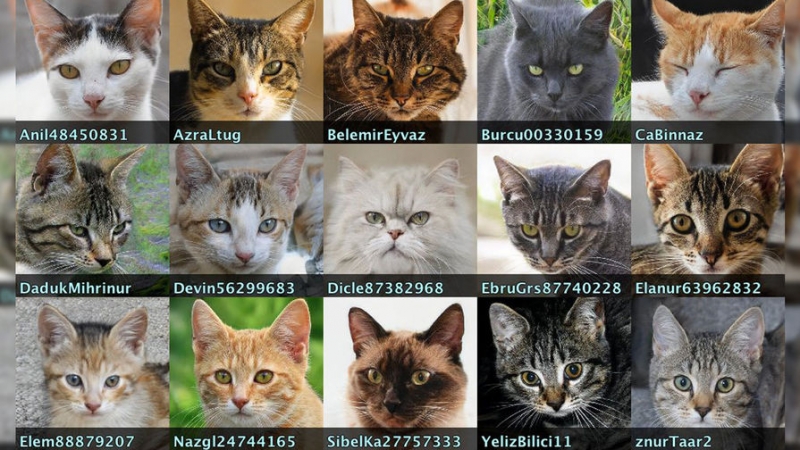 Порно, боты и коты: в Twitter обнаружили сеть фейковых аккаунтов