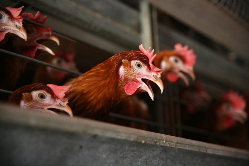 Попова: Люди могут быть переносчиками нового штамма птичьего гриппа