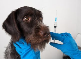 В России начали выпускать вакцину от COVID-19 для животных