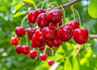 Гастроэнтеролог назвала оптимальную суточную порцию черешни