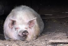 Аэропорт Амстердама остановил нашествие гусей с помощью свиней