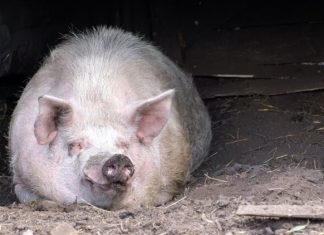 Аэропорт Амстердама остановил нашествие гусей с помощью свиней