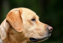 Депутат Госдумы Бурматов объявил о конфискации животных у плохих хозяев