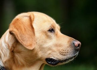 Депутат Госдумы Бурматов объявил о конфискации животных у плохих хозяев