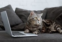 Эксперты назвали лучшие города для удаленной работы