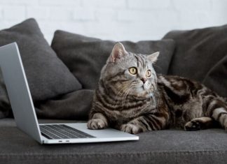 Эксперты назвали лучшие города для удаленной работы