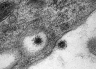 Гинцбург: Многие заразившиеся после прививки на самом деле купили QR-код