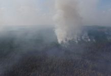 Главный ресурс мировой экологии: как в России работает программа восстановления и охраны лесов