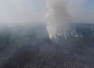 Главный ресурс мировой экологии: как в России работает программа восстановления и охраны лесов