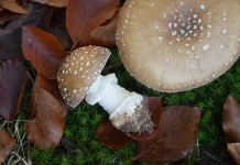 Мухомор пантерный: особенности, традиционные представления и современные подходы к использованию
