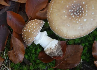 Мухомор пантерный: особенности, традиционные представления и современные подходы к использованию