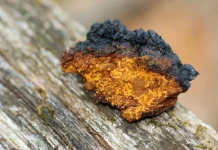 Чага: природный источник здоровья и энергии