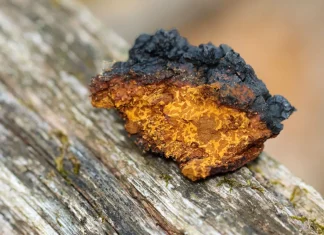 Чага: природный источник здоровья и энергии