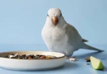 Как выбрать корм для домашних питомцев: советы для заботливых хозяев