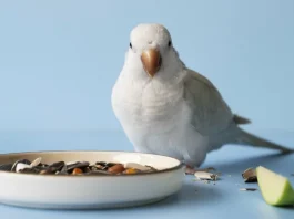 Как выбрать корм для домашних питомцев: советы для заботливых хозяев