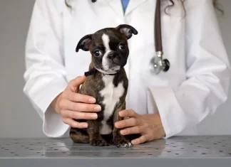 Почему важно лечить щенков от гельминтов и как это делать правильно