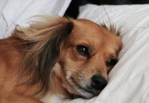 Названы опасности, которые приносит сон с собакой в одной кровати