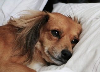 Названы опасности, которые приносит сон с собакой в одной кровати