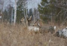 Лучший манок на косулю. Как выбрать?