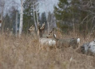 Лучший манок на косулю. Как выбрать?