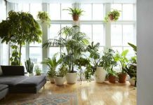 Які рослини можна посадити вдома або в офісі