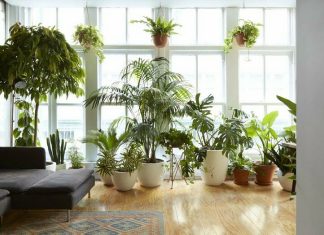 Які рослини можна посадити вдома або в офісі