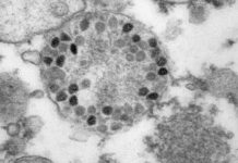 Стали известны первые научные данные о штамме «омикрон»