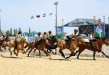 Станет ли Башкирия центром развития коневодства России?