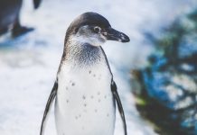 В британском зоопарке популяция пингвинов вымерла от малярии