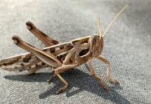 В Европе одобрили использование саранчи и личинок в качестве продуктов питания