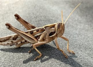 В Европе одобрили использование саранчи и личинок в качестве продуктов питания