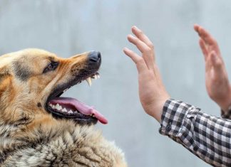 В Роспотребнадзоре напомнили правила профилактики бешенства