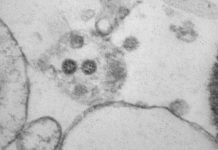 ВОЗ предсказала появление новых штаммов COVID-19 вслед за «омикроном»