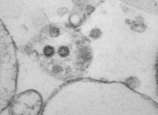 ВОЗ предсказала появление новых штаммов COVID-19 вслед за «омикроном»